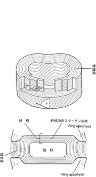 腰椎椎間板の構造