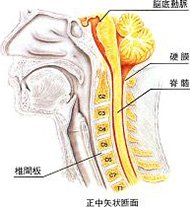 頸椎の解剖
