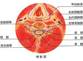 頸椎の解剖（横断面）